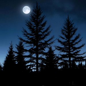 FIR NEEDLE NOIR