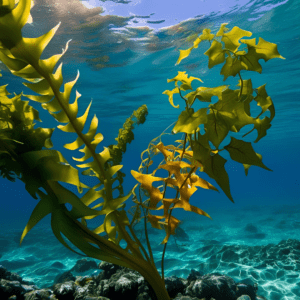 SEA KELP & IVY